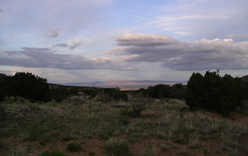 Desert grasses and trees at sunset, with mountains in the background.
